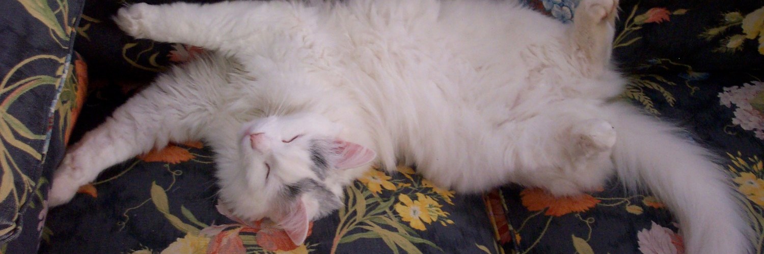 Cat on a sofa