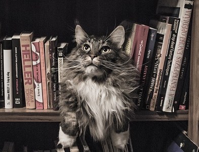 cats in books