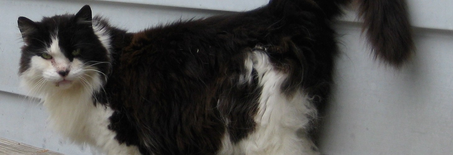 Cat-Opedia Questions about cats? Here are the answers. No fuss, no fur.