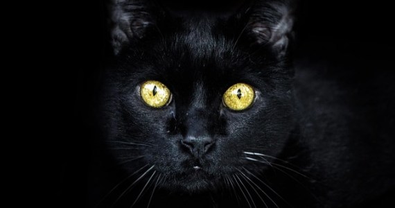 National Black Cat Day #nationalblackcatday