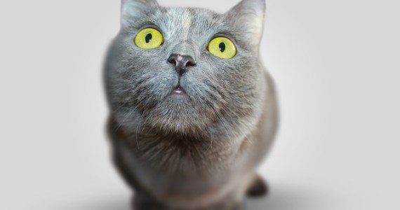Strangest Cat Names Of 2018