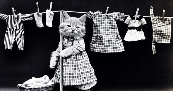 Spring Cleaning With Cats