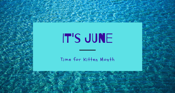 If It's June It Must Be Kitten Month