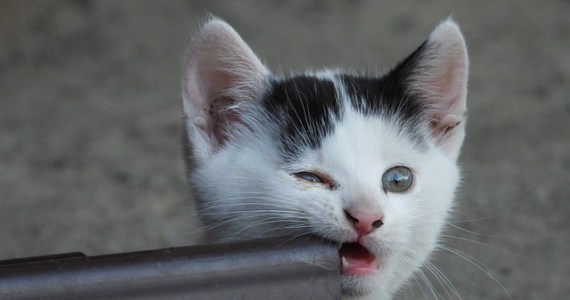 Clear The Shelters Weekend