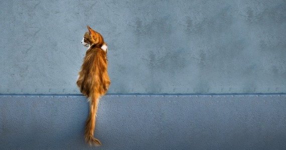 Taking Care Of Your Cat During The Coronavirus