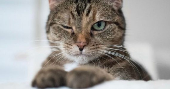 BluePearl Specialty and Emergency Pet Hospitals – A Review